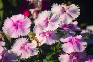 pexels-manoj-poosam-3217664-30090172