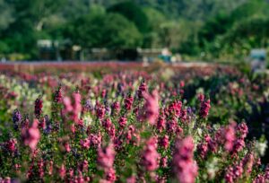 pexels-optical-chemist-340351297-31241799